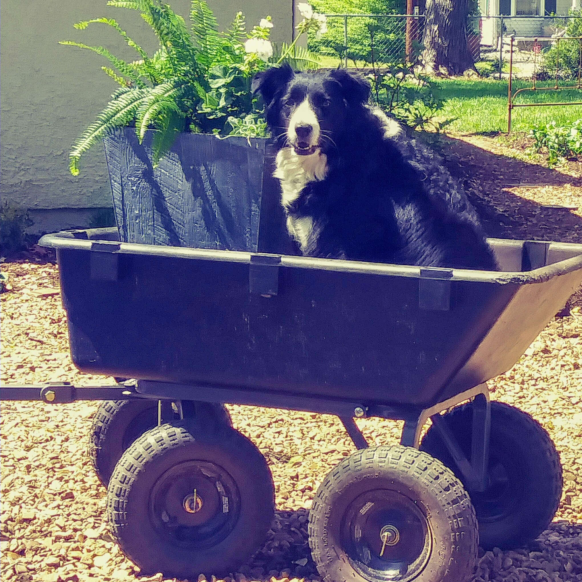 Dog sitting in a Gorilla cart